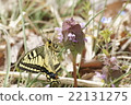 Spring type of the swallowtail 22131275
