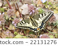 Spring type of the swallowtail 22131276