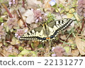 Spring type of the swallowtail 22131277