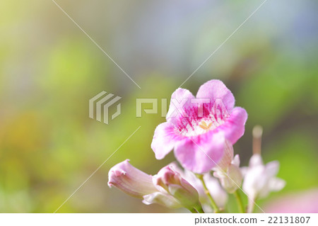 pink hawaiian flower 22131807