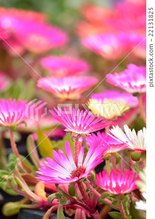 Living stone daisy in full bloom 22131825