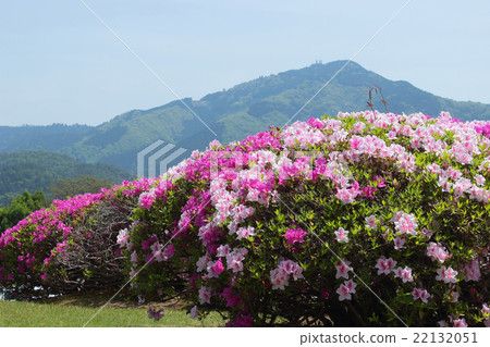 Kyoto Azalea and Hiezan Kyoto Azalea and Hiezan 22132051