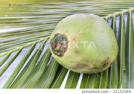 One young and juicy organic green coconut One young and juicy organic green coconut 22132568