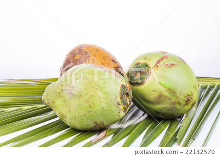 Three young and juicy organic green coconut Three young and juicy organic green coconut 22132570