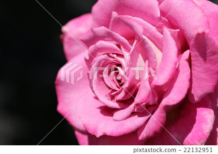 玫瑰/洋紅色 22132951