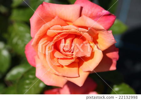 Rose / Troika 22132998