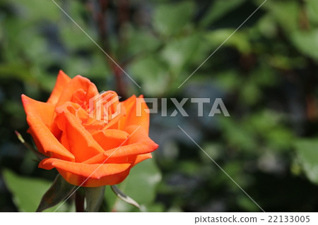 Rose / flower sound Rose / flower sound 22133005