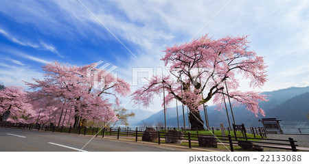 Sakawa Sakura岐阜縣高山市 22133088