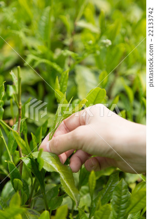 New tea picking 22133742