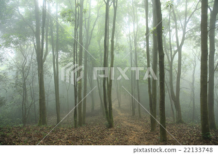 forest and hiking trail in spring fog 22133748