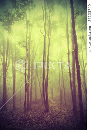 forest and hiking trail in spring fog 22133749