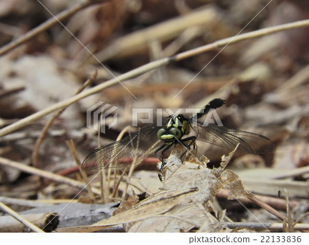 Tabesanae (Ena City, Gifu Prefecture, 2016) 22133836