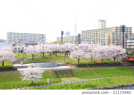 櫻花在公園和公寓大樓 22133940
