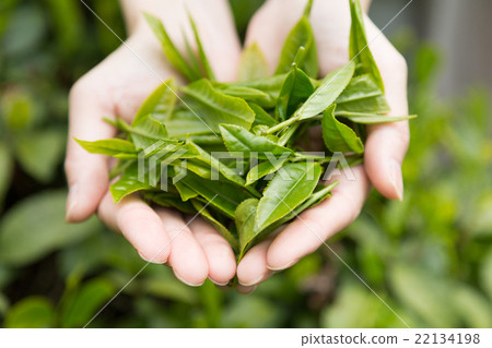 New tea picking 22134198
