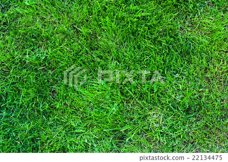 Green Grass Natural Background Texture Green Grass Natural Background Texture 22134475