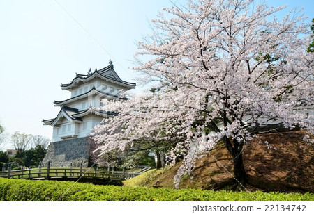 Oshiro and cherry blossoms 22134742