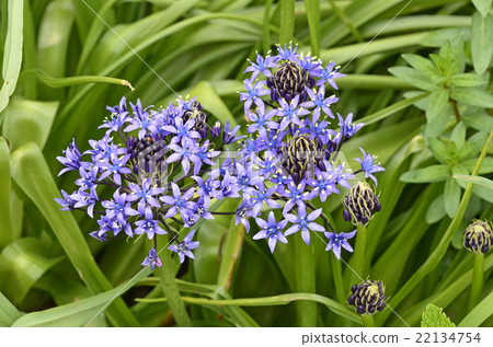 Otetsubo (Schiller Perubiana) 22134754