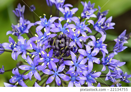 Otetsubo (Schiller Perubiana) 22134755