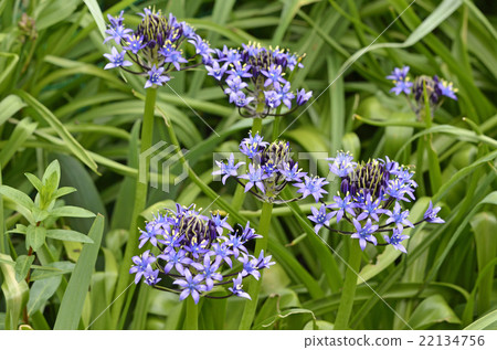 Otetsubo (Schiller Perubiana) 22134756