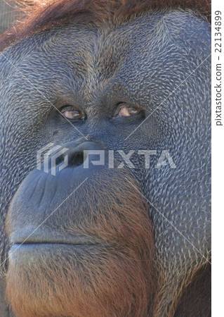 Sumatra orangutan Sumatra orangutan 22134899