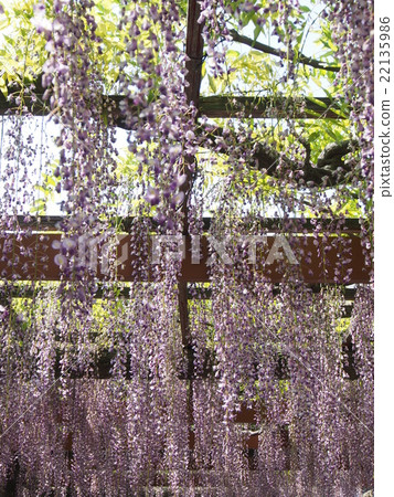 Wisteria 22135986