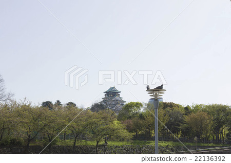 Osaka Castle and a pigeon Osaka Castle and a pigeon 22136392