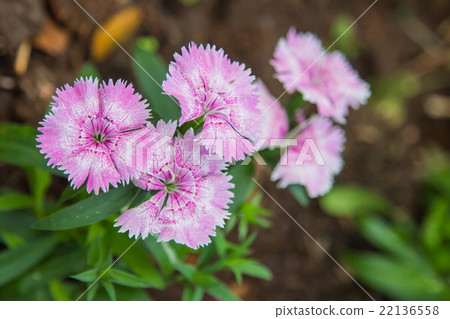 Wild carnation pink flowers. Wild carnation pink flowers. 22136558