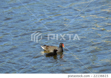 Bun的父母帶著池塘散步 22136615