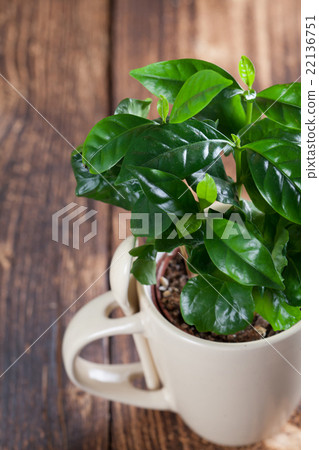 Coffee plant seedlings in a mug Coffee plant seedlings in a mug 22136751