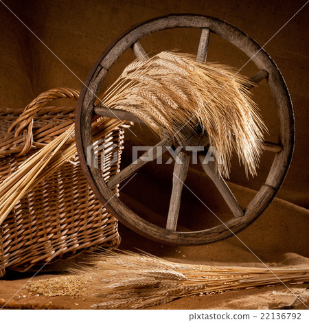 vintage still life with barley and old wheel 22136792