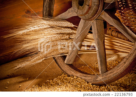 vintage still life with barley and old wheel vintage still life with barley and old wheel 22136793