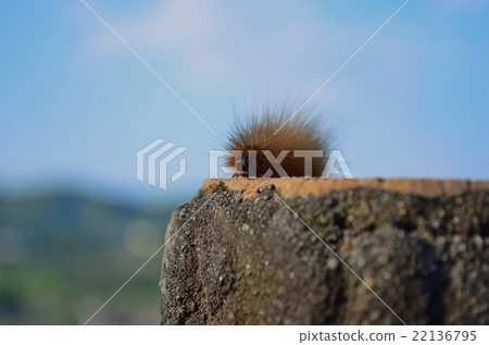 Caterpillar Caterpillar 22136795