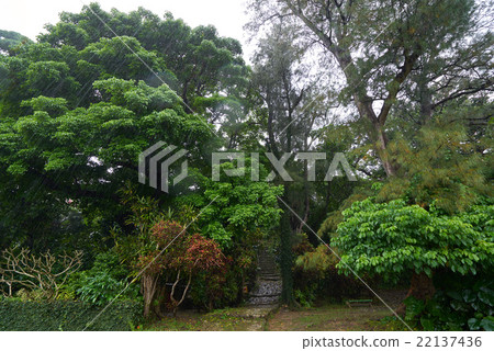 The sacred forest where the large acacia are clustered, near Shimosato Kinjocho stone paved road of rain, Okinawa The sacred forest where the large acacia are clustered, near Shimosato Kinjocho stone paved road of rain, Okinawa 22137436