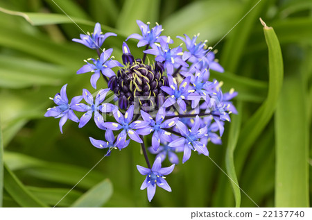 Otetsubo (Schiller Perubiana) Otetsubo (Schiller Perubiana) 22137740