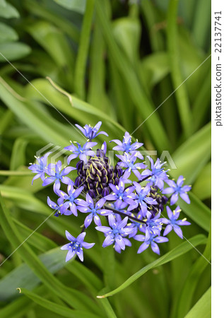Otetsubo（Schiller Perubiana） 22137741