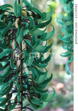 Honeysuckle 22138562