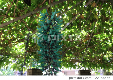 Honeysuckle 22138566