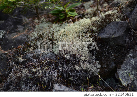 At the Onikakenoken 22140631