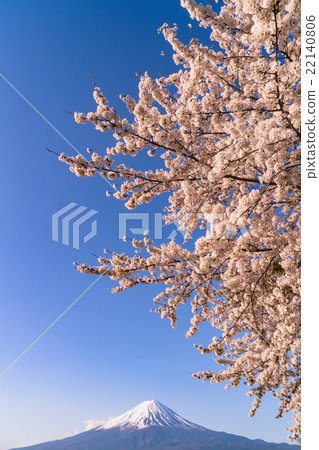 Mt. Fuji and cherry blossoms at dawn [Yamanashi Prefecture · Fuji Kawaguchiko Town] 22140806