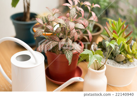 Foliage plant Foliage plant 22140940