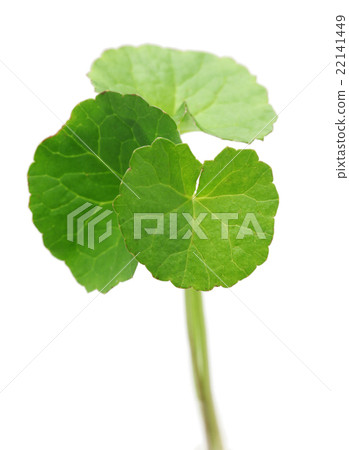 積雪草 積雪草 22141449