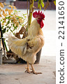 beautiful chicken lived in temple 22141650