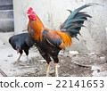 beautiful chicken lived in temple 22141653
