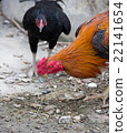 beautiful chicken lived in temple 22141654