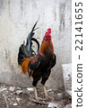 beautiful chicken lived in temple 22141655