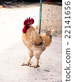 beautiful chicken lived in temple 22141656