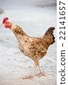 beautiful chicken lived in temple 22141657