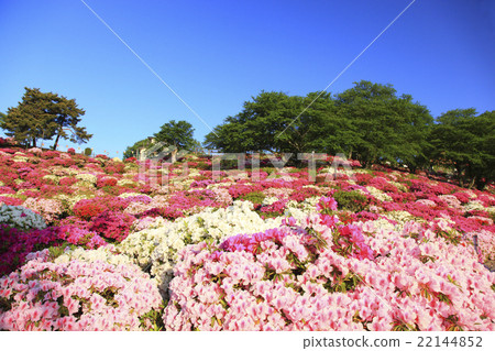 Nishiyama park 22144852