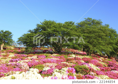 Nishiyama park 22144854