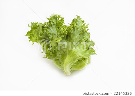 Frillice Iceberg 22145326